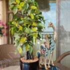 IMG_20210522_094835_Bokeh