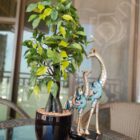 IMG_20210522_094946_Bokeh