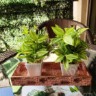 Artificial-Hypoestes-plant