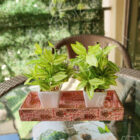 IMG_20210210_131048_Bokeh
