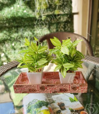 Artificial Hypoestes Table Top Plants - Set of 2