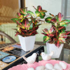 IMG_20210519_160458_Bokeh
