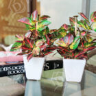 IMG_20210519_160525_Bokeh