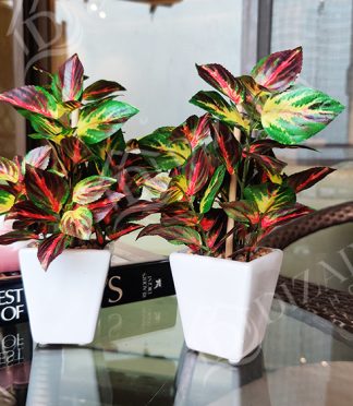 Wandering Jew Table Top Plants - Set of 2