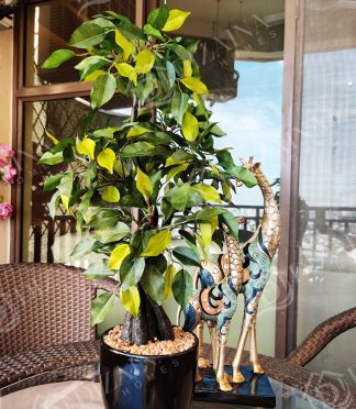Artificial Braided Ficus Plant with Pot