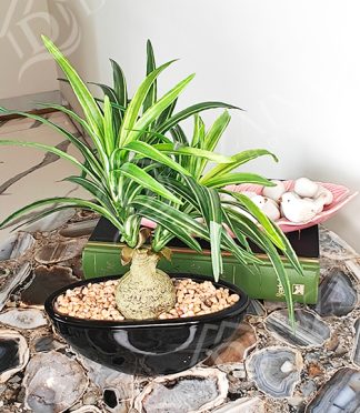 Artificial Nolina Bonsai Potted Plant