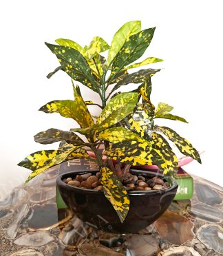 Artificial Croton Bonsai Potted Plant