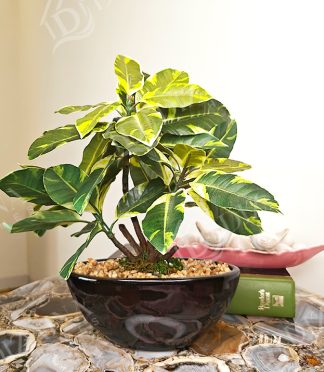 Artificial Schefflero Bonsai Plant